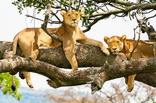 Best Tanzania day trip safari to Manyara