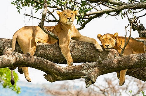 Best Lake Manyara safari trip