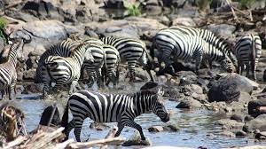 1 day serengeti safari from Mwanza