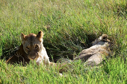 2-day to Manyara and Ngorongoro Crater