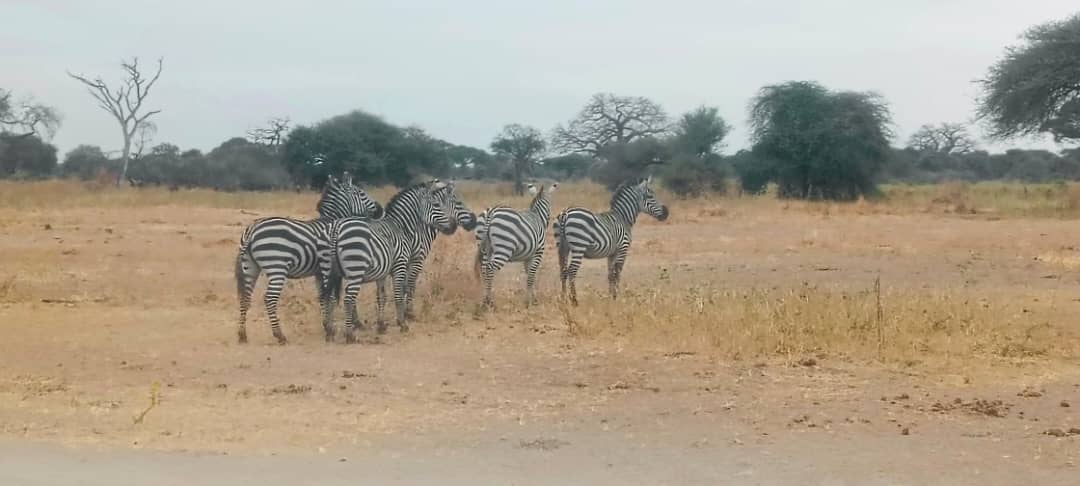 2 days tanzania safari in 2026, 2027  and 2028