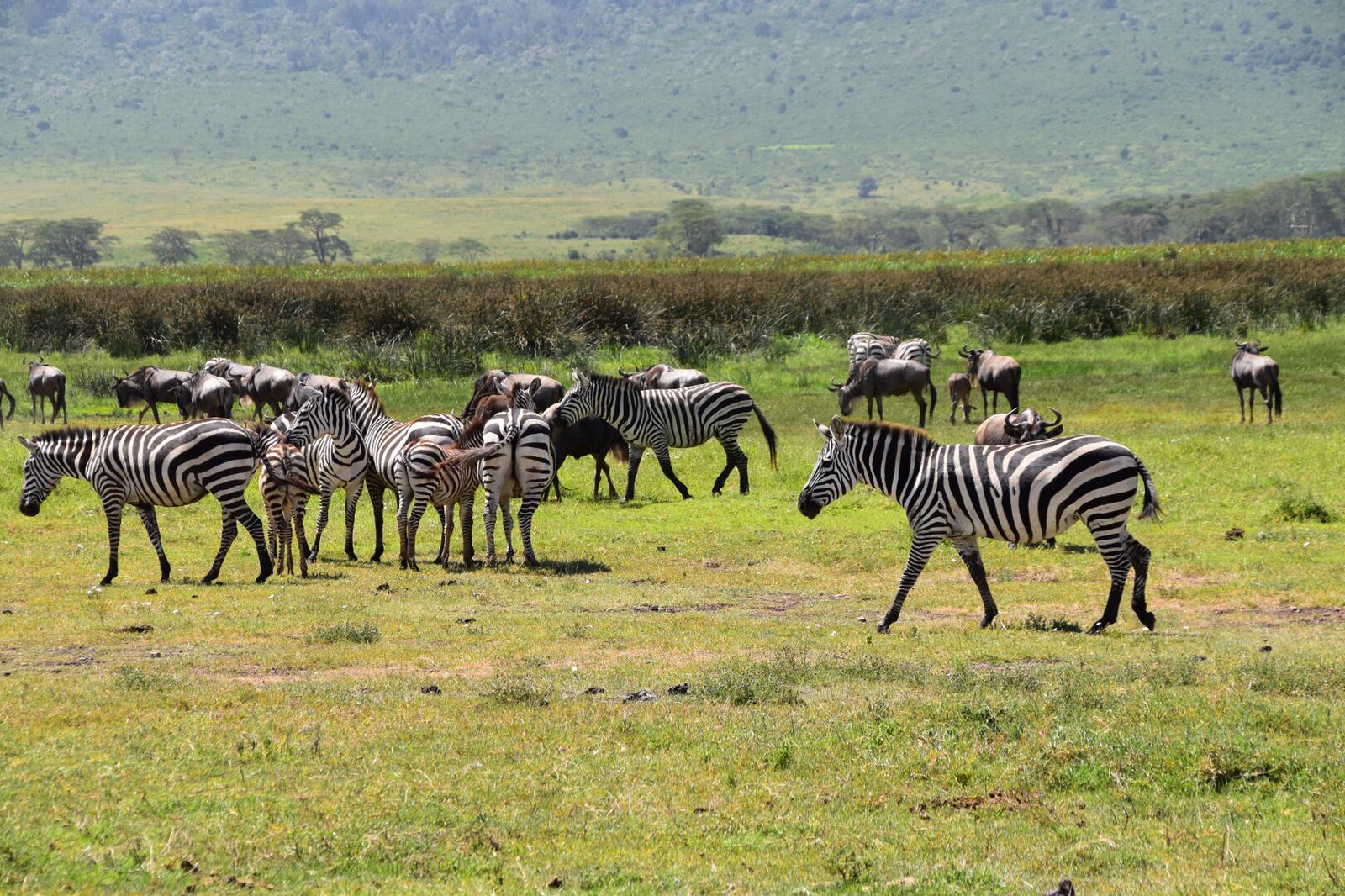 Adventure and travel in Tanzania with Winners Expeditions, the best tour company in Tanzania and premier tour company in Tanzania, featuring expertly guided climbs to Mount Kilimanjaro and Mount Meru with Kilimanjaro local guides and Mount Meru local guides, thrilling wildlife safaris in Serengeti, Ngorongoro, Tarangire, and Lake Manyara with Tanzania safari tour guides, authentic experiences with local tribes and communities, cultural and beach tours in Zanzibar with Zanzibar local guides, and unforgettable journeys offered by the best Tanzania local tour company and trusted Tanzania tour operator.
3 days safari to Serengeti and Ngorongoro