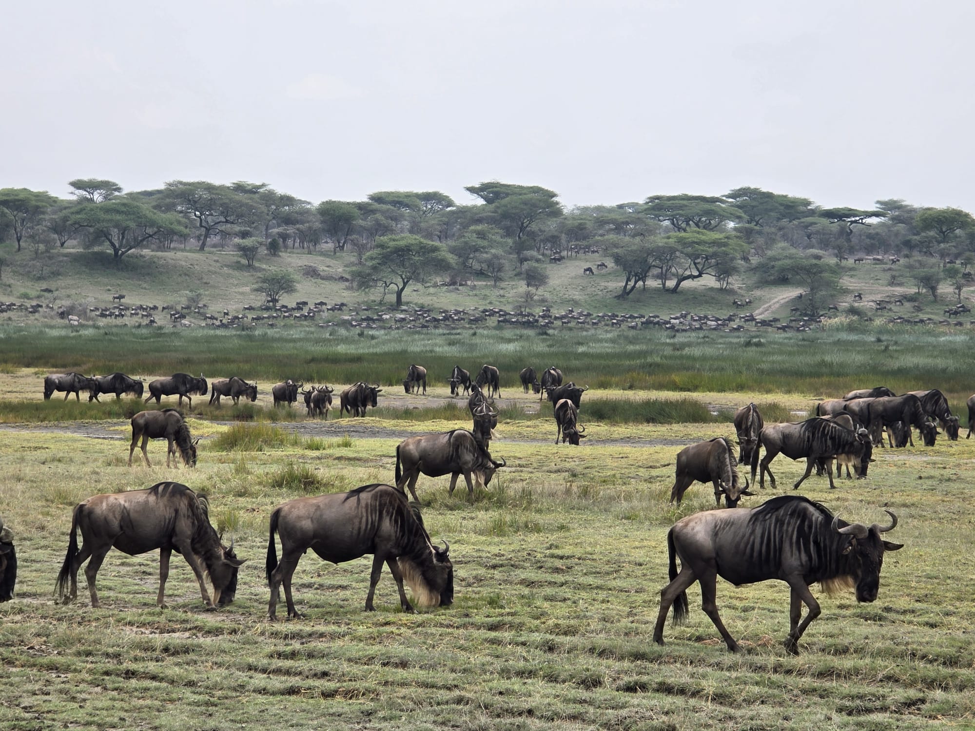 Unforgettable 3 Days Tanzania safari in February 2026, 2027 & 2028