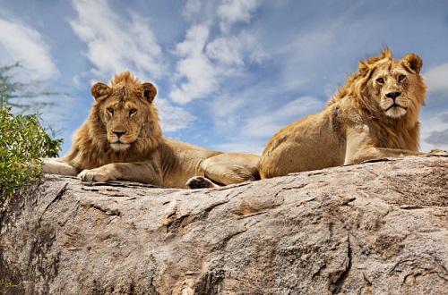 Best 3 days safari to Tarangire N.P, Ngorongoro crater and Lake Eyasi 2025 & 2026