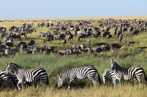 Ndutu Migration Safari