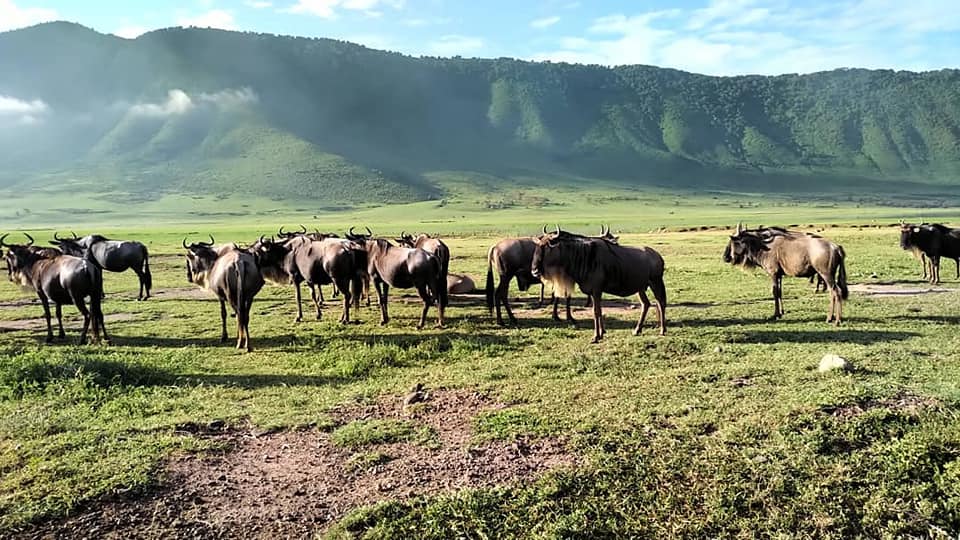 Adventure and travel in Tanzania with Winners Expeditions, the best tour company in Tanzania and premier tour company in Tanzania, featuring expertly guided climbs to Mount Kilimanjaro and Mount Meru with Kilimanjaro local guides and Mount Meru local guides, thrilling wildlife safaris in Serengeti, Ngorongoro, Tarangire, and Lake Manyara with Tanzania safari tour guides, authentic experiences with local tribes and communities, cultural and beach tours in Zanzibar with Zanzibar local guides, and unforgettable journeys offered by the best Tanzania local tour company and trusted Tanzania tour operator.
4 days safari to Serengeti and Ngorongoro