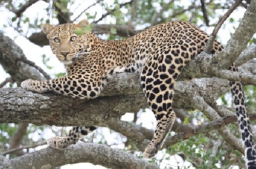 4 days Tanzania safari to Serengeti and Ngorongoro