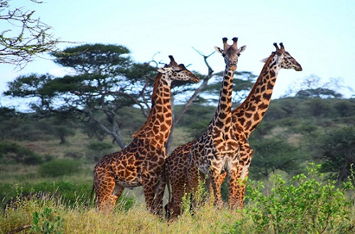 Popular 4 days Tarangire, Serengeti and Ngorongoro crater Tanzania safari
