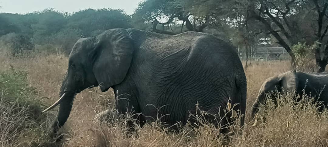 5 days private Serengeti migration safari in Tanzania