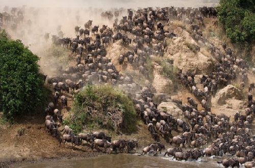 5 days private Serengeti migration safari in Tanzania