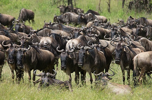 5 days Serengeti migration safari in green season