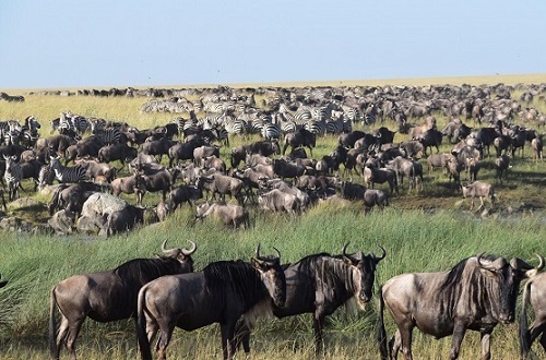 6 Days Masai Mara Serengeti Ngorongoro Safari