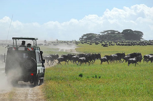 Best 6 days Serengeti greatest wildebeest migration safari 2024 & 2025