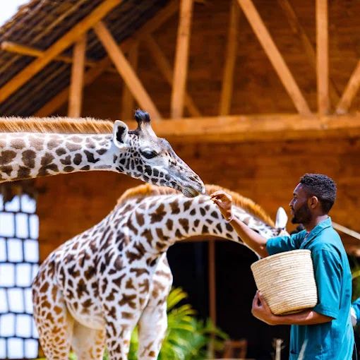 2-day Serval Wildlife Safari from Zanzibar or Dar es Salaam