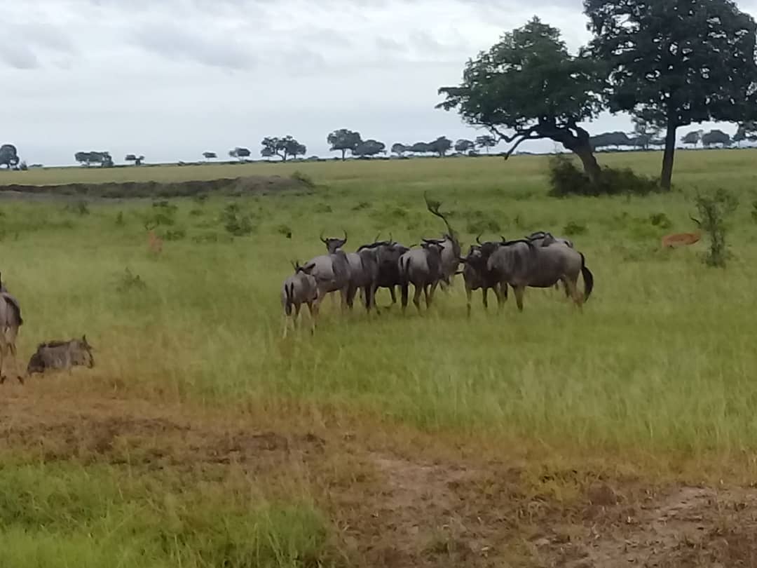 Adventure and travel in Tanzania with Winners Expeditions, the best tour company in Tanzania and premier tour company in Tanzania, featuring expertly guided climbs to Mount Kilimanjaro and Mount Meru with Kilimanjaro local guides and Mount Meru local guides, thrilling wildlife safaris in Serengeti, Ngorongoro, Tarangire, and Lake Manyara with Tanzania safari tour guides, authentic experiences with local tribes and communities, cultural and beach tours in Zanzibar with Zanzibar local guides, and unforgettable journeys offered by the best Tanzania local tour company and trusted Tanzania tour operator.
5 days Ndutu Migration in Calvin Season
