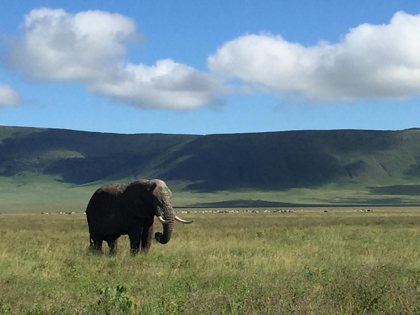 Adventure and travel in Tanzania with Winners Expeditions, the best tour company in Tanzania and premier tour company in Tanzania, featuring expertly guided climbs to Mount Kilimanjaro and Mount Meru with Kilimanjaro local guides and Mount Meru local guides, thrilling wildlife safaris in Serengeti, Ngorongoro, Tarangire, and Lake Manyara with Tanzania safari tour guides, authentic experiences with local tribes and communities, cultural and beach tours in Zanzibar with Zanzibar local guides, and unforgettable journeys offered by the best Tanzania local tour company and trusted Tanzania tour operator.
5 days Ndutu Migration in Calvin Season