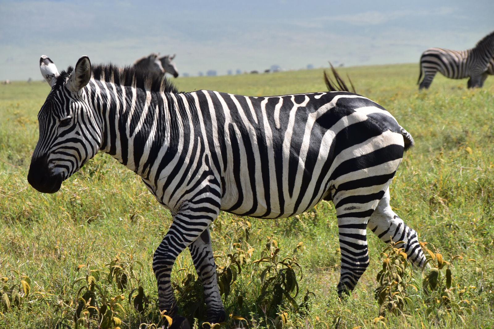 Adventure and travel in Tanzania with Winners Expeditions, the best tour company in Tanzania and premier tour company in Tanzania, featuring expertly guided climbs to Mount Kilimanjaro and Mount Meru with Kilimanjaro local guides and Mount Meru local guides, thrilling wildlife safaris in Serengeti, Ngorongoro, Tarangire, and Lake Manyara with Tanzania safari tour guides, authentic experiences with local tribes and communities, cultural and beach tours in Zanzibar with Zanzibar local guides, and unforgettable journeys offered by the best Tanzania local tour company and trusted Tanzania tour operator.
5 days Ndutu Migration in Calvin Season