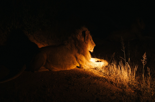 Tarangire night game drive