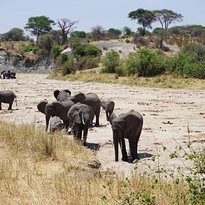 all-inclusive Mikumi day trip from Zanzibar