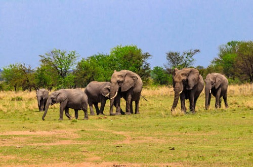 1 day Tanzania safari to Tarangire National Park