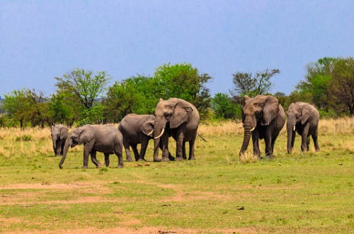 Tarangire National Park day trip safari