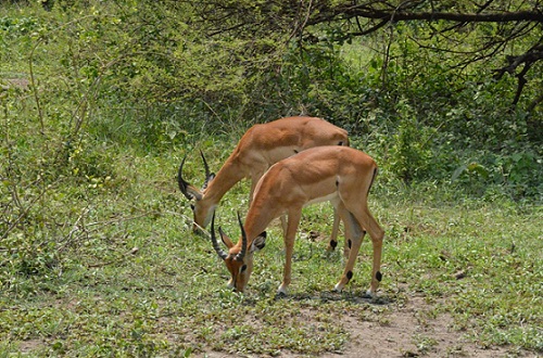 1 day Tanzania safari to Lake Manyara National Park