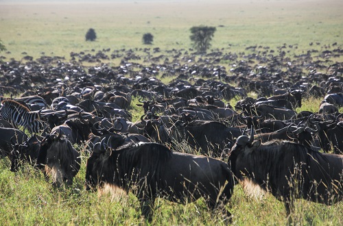 Best 10 days Tanzania safari [Serengeti wildebeest migration] 2024 & 2025