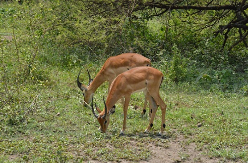 Best 2 days Tanzania safari to Lake Manyara and Ngorongoro crater