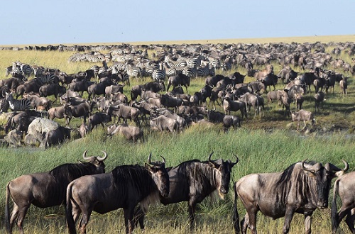 4 days Ndutu migration calving season safari