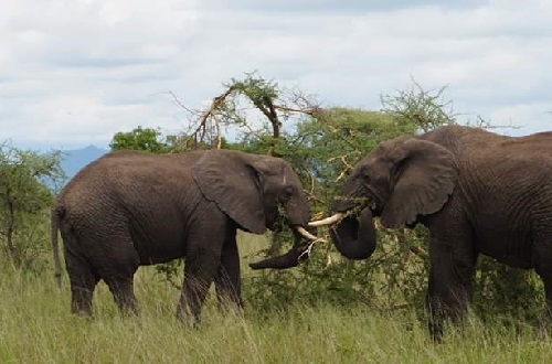 Best 4 days Serengeti and Ngorongoro safari 2023 & 2024