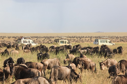 Best 8 days Tanzania safari [Serengeti wildebeest migration] 2024 & 2025