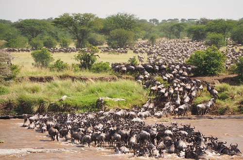 Best 9 days Tanzania safari [Serengeti wildebeest migration] 2024 & 2025