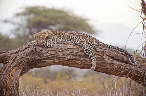 Best Lake Manyara National Park in Africa 2024 & 2025