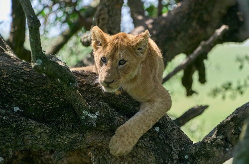 Best Lake Manyara National Park in Africa 2024 & 2025