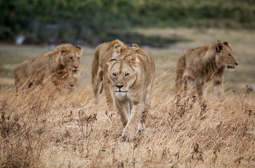 Best Ngorongoro Crater in Tanzania 2023 & 2024