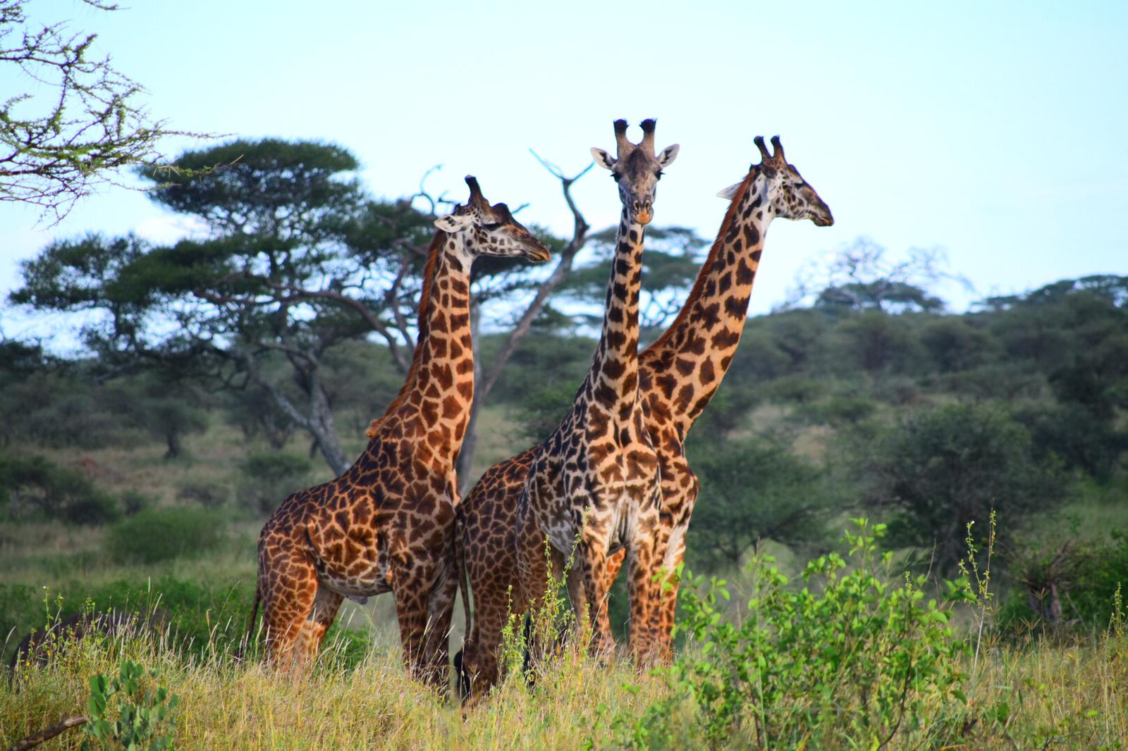 Best Tanzania safaris