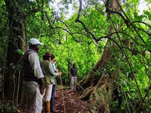 Lake Duluti Forest Reserve Walk