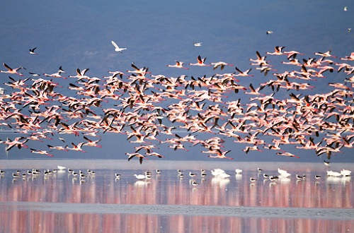 Best Lake Manyara National Park in Africa 2024 & 2025