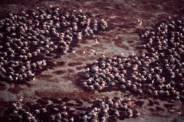 best Things to do in Lake Natron