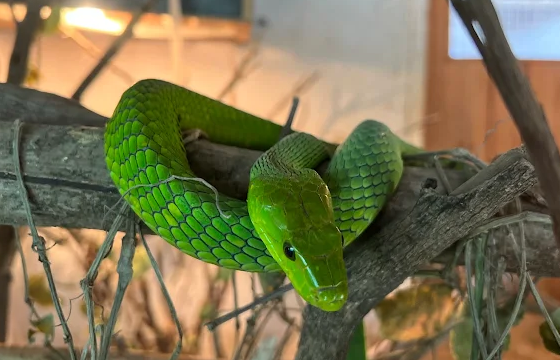 Meserani snake Park day trip from Moshi or Arusha 2026, 2027, 2028