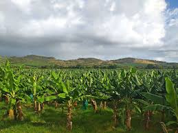 Unforgettable Mto wa Mbu Village Walking Tour