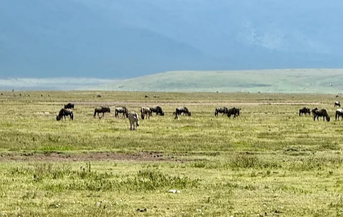 Unforgettable 6 Days Tanzania safari in December 2026, 2027 & 2028 