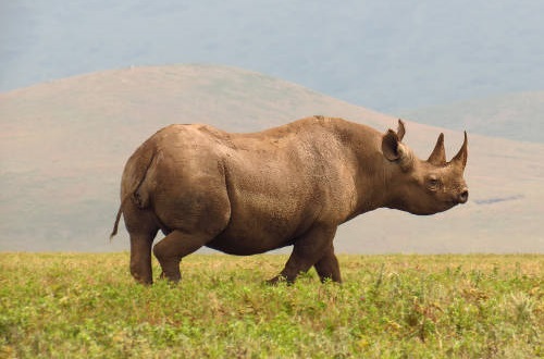 things to do in Serengeti National Park